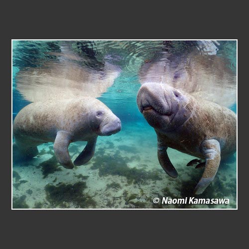 Two manatees in the quiet river